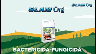 SLAM ORG El Bactericida y Fungicida Orgánico de ExcelAg que Protege tus Cultivos [upl. by Anauqes]