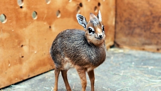 Adorable Baby DikDik Antelope Is Only 19cm Tall ZooBorns [upl. by Vernen991]