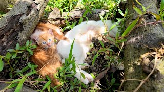 LTT Animal  Young Boy Leads Us to a Heartwarming Cat Rescue 🐾 [upl. by Annohsak74]