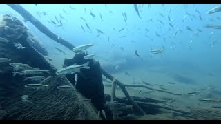 Scuba diving a beautiful lake in the Sierra Nevada mountains [upl. by Rosemari]