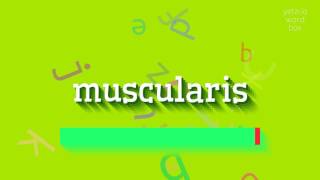 How to say quotmuscularisquot High Quality Voices [upl. by Bartko]