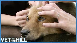 Romanian Rescue Dog Has Worrying Lumps  Vet On The Hill [upl. by Smiley451]