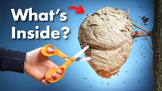 Whats Inside a Wasp Nest [upl. by Deonne]