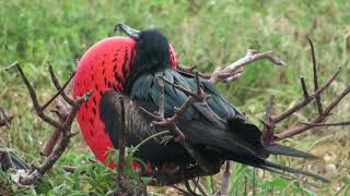 Frégate du Pacifique Fregata minor ridgwayi Great Frigatebird [upl. by Anah]