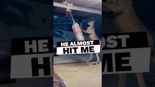 Muscular Fighting Kangaroo animals fighter funny shorts [upl. by Hausmann88]