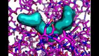 Alphaamylase bound to a polysaccharide analog [upl. by Genovera]