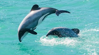 Akaroa Harbour Scenery amp Wildlife Tour  January 2022  Hectors Dolphin [upl. by Gunning]