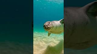 Mediterranean monk seal  Scuba Diving 🤿 [upl. by Nwahsauq]