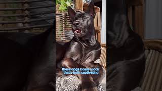 The Super Rare Thai Ridgeback Dog Breed [upl. by Nonek]