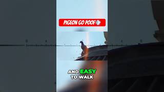 Pigeon Pest Control [upl. by Hylton]