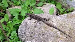 Cincinnati  wild European wall lizards [upl. by Annuahs]