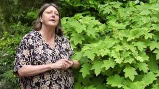 How to Prune OakLeaf Hydrangea  Instructional Video w Plant Amnesty [upl. by Akerehs]