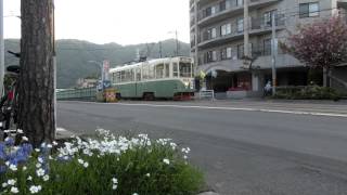 函館市電 Japan Hakodate City Tram  Street Car  812 with flower [upl. by Etnasa]