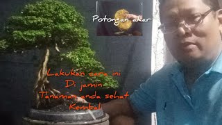 cara potong akar sancang ketika sudah padat [upl. by Renfred]