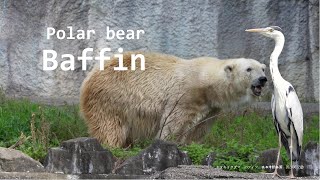 【japanese zoo】Polar bear quotBaffinquot③／Hamamatsu Zoological Gardens ／20240622③／4K [upl. by Clementina447]