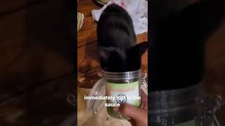 Purrfectly Hilarious Cats and Dogs Funny Moments – Episode 283 shorts pets dogs cat funny [upl. by Terza]