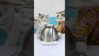 See how Puff handles a spam call with his own hilarious tricks 🙀 PuffThePrankster thatlittlepuff [upl. by Nylzzaj]