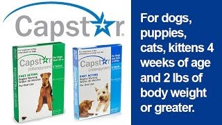 Capstar Flea Treatment for Dogs and Cats 2 lbs and Up [upl. by Akkimat]