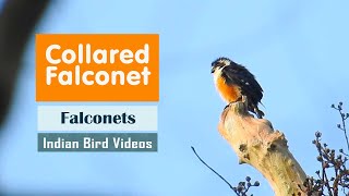 The Collared Falconet Microhierax caerulescens  Indian Bird Videos [upl. by Ardnoyek]