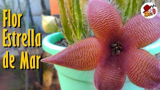 Impresionante Floración de la STAPELIA GRANDIFLORA [upl. by Ejrog]