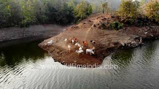 Narmada river with cow herd on banks in Maharashtra in aerial view of placid lifegiving waters [upl. by Loss]