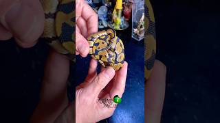 Is this little one a male or female molinarosnakelab reptiles royalpython ballpython boyorgirl [upl. by Durward23]