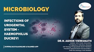 Microbiology  Infections of Urogenital System  Haemophilus Ducreyi  Raaonline microbiology [upl. by Hsaka]