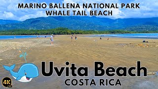 UVITA BEACH COSTA RICA  Walk Whale Tail Beach Costa Rica  Marino Ballena National Park Costa Rica [upl. by Lesslie]