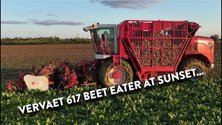 4Kᵁᴴᴰ Oct 2024 Vervaet 617 Beet Eater working at sunset in Suffolk  Massey Ferguson 7720 S Dyna 6 [upl. by Marlena]