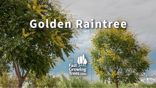 Golden Raintree  FastGrowingTreescom [upl. by Alemaj]