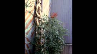 Five Easy Plants to Prune Part 3 Nandina pruning [upl. by Idden992]