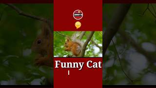 cute amazing funny cat🤣🎭shortvideo cat [upl. by Dosh]