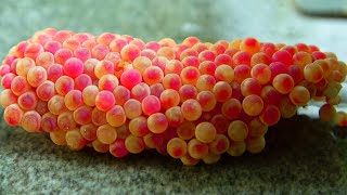 Make sure to CRUSH these eggs  Apple Snail Eggs ASMR satisfying relaxing snail [upl. by Ttezil3]