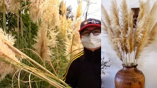 How to make your own Pampas Grass Decor [upl. by Yenetruoc]