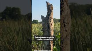 Potoo bird and its baby doing a good camouflage job 😲 [upl. by Sass]