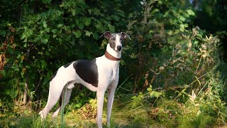 The Thrill of Whippet Racing Unleashing the Need for Speed [upl. by Ybbob]