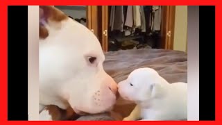 Pitbulls Being Wholesome  Funny and cute pit bulls video compilation Dogs doing funny things [upl. by Nadnerb5]