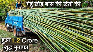 बांस उगाने से बेचने तक पूरी जानकारी Bamboo farming in India Bhopal profit business agriculture [upl. by Amorete936]