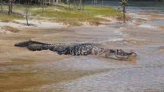 Crocodilo no Amazonas😱 [upl. by Ahsemad395]