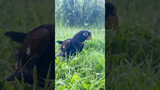 Adorable Pionus parrot walking on the grass pionus naturelovers bronzewingedpionus [upl. by Stelle]