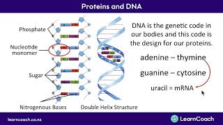 NCEA Biology L2 Genes Transcription [upl. by Suillenroc]