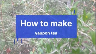 How to make yaupon tea all you need to know [upl. by Aynotal]