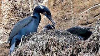 Brandts Cormorant  Bird Behavior Winter Breeding [upl. by Ritter]