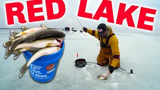 RED LAKE Ice Fishing IS ON FIRE Catch amp Cook Limits [upl. by Shieh265]