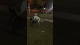 Pitbull vs dogo argentino fight [upl. by Lessirg]