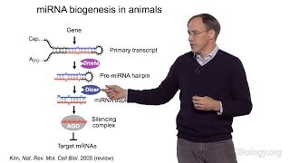 David Bartel Whitehead InstituteMITHHMI Part 1 MicroRNAs Introduction to MicroRNAs [upl. by Asial]