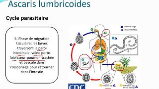 Chapitre 10 Parasitologie partie 32Les nématodes [upl. by Cindy]