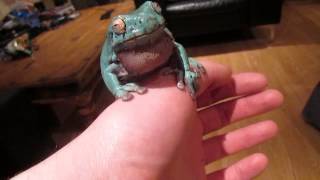 Whites Tree Frog croaking chat [upl. by Arraic]