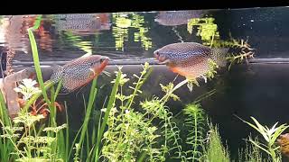 Pearl Gourami [upl. by Iblehs]