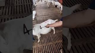 Smart Sheep Tagging Hack Farmers Genius Trickquot 🤯🤯 [upl. by Thora]